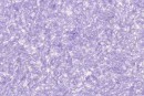 Купить целлюлозные обои Стиль тип 155 - жидкие обои в Киеве цена